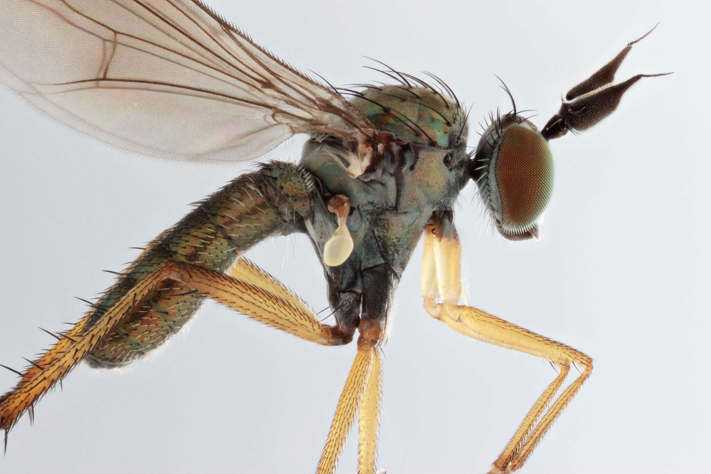Image of Syntormon pallipes (Fabricius 1794)