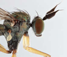 Image of Syntormon pallipes (Fabricius 1794)