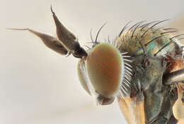 Image of Syntormon pallipes (Fabricius 1794)