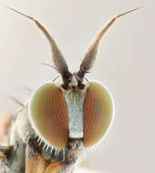 Image of Syntormon pallipes (Fabricius 1794)