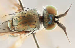 Image of Syntormon pallipes (Fabricius 1794)