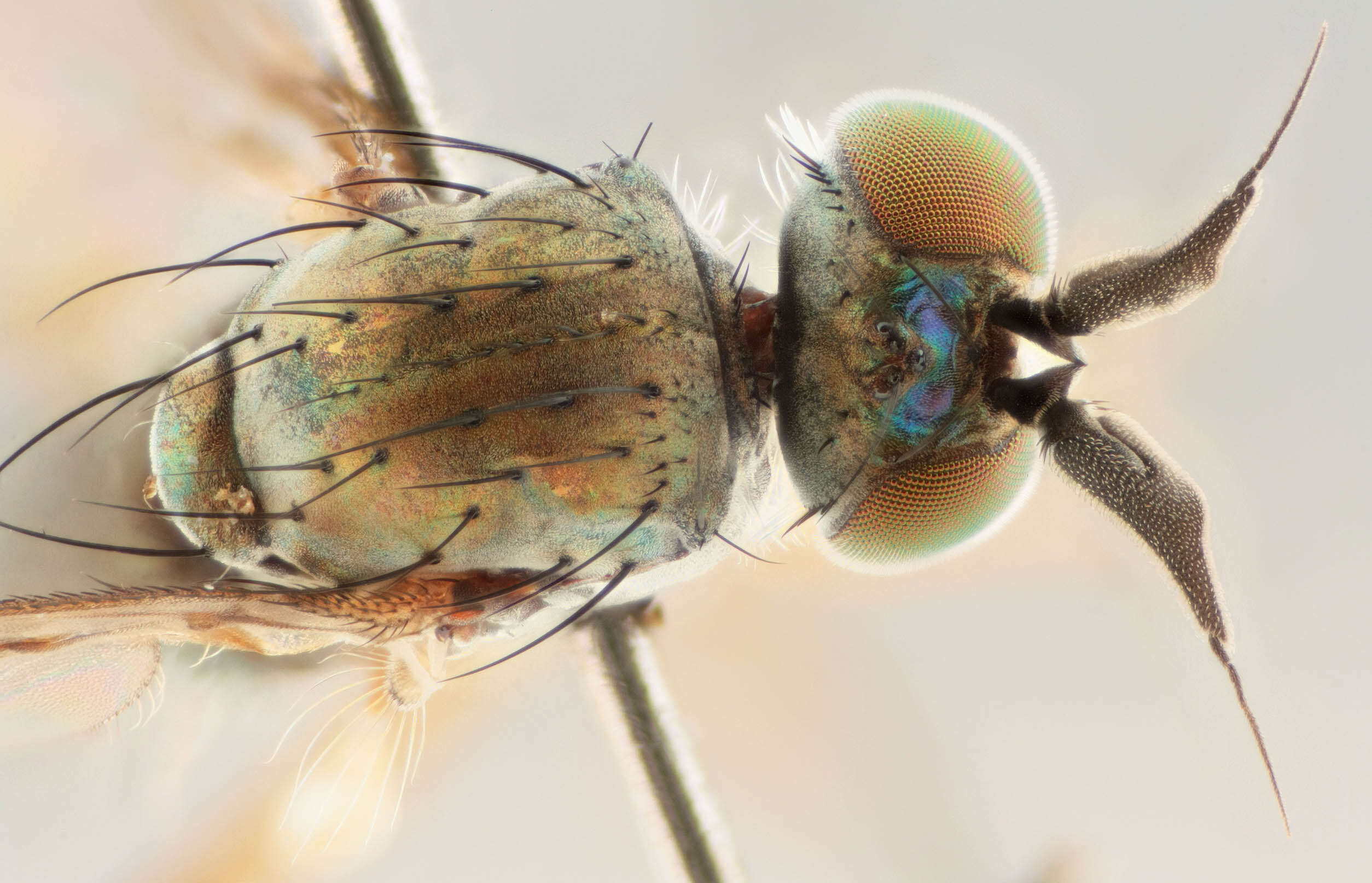 Image of Syntormon pallipes (Fabricius 1794)