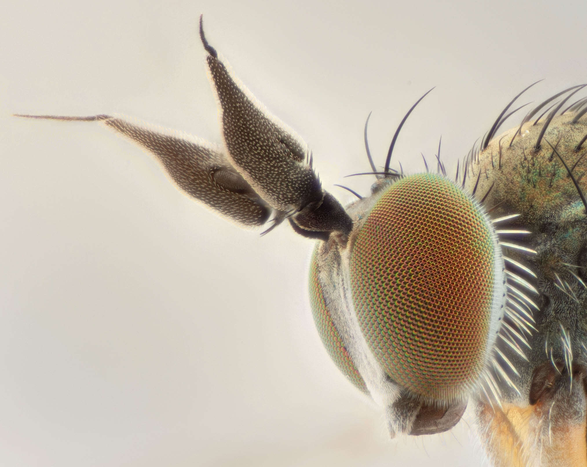 Image of Syntormon pallipes (Fabricius 1794)