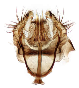 Image of Drosophila subobscura Collin 1936