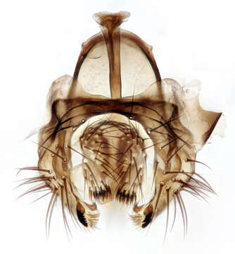 Image of Drosophila subobscura Collin 1936