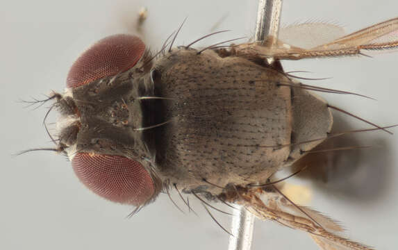 Image of Drosophila subobscura Collin 1936