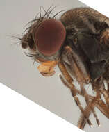 Image of Drosophila subobscura Collin 1936