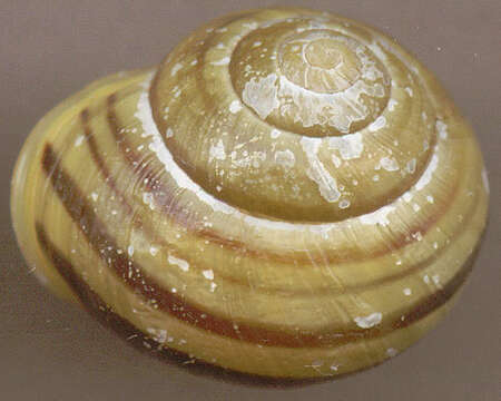 Image of White-lipped banded snail