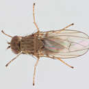 Image of Notiphila cinerea Fallen 1813