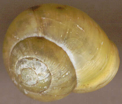 Image of White-lipped banded snail