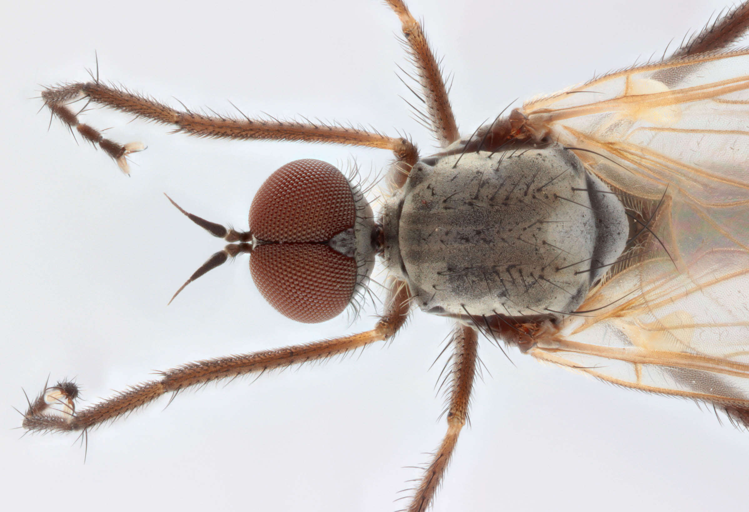 Image of Empis nuntia Meigen 1838