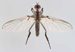 Image of Empis nuntia Meigen 1838