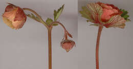 Image of Water Avens