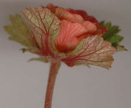 Image of Water Avens