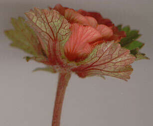 Image of Water Avens