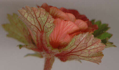 Image of Water Avens