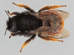 Image of Osmia bicolor (Schrank 1781)