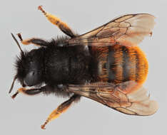 Image of Osmia bicolor (Schrank 1781)