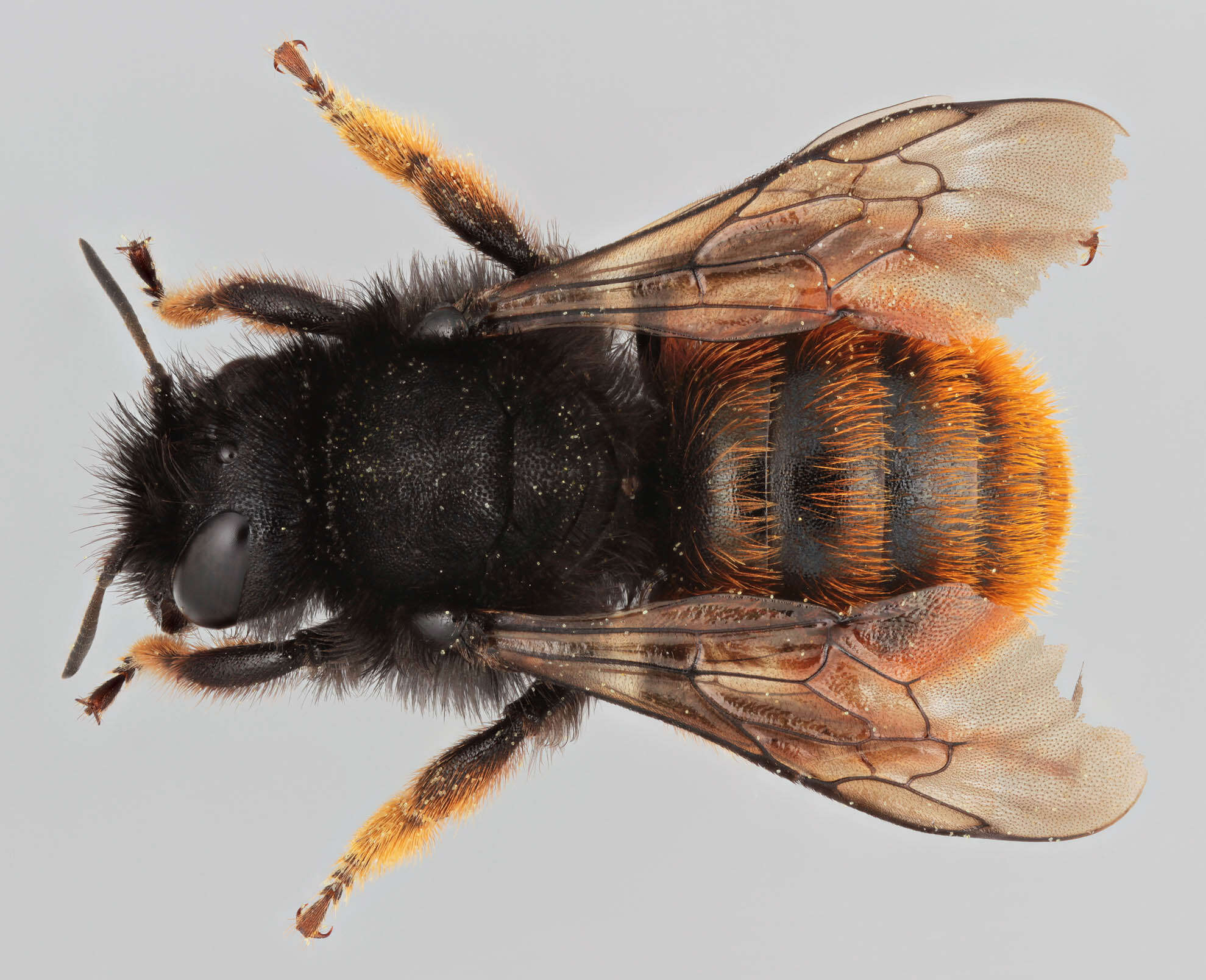 Image of Osmia bicolor (Schrank 1781)