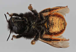 Image of Osmia bicolor (Schrank 1781)