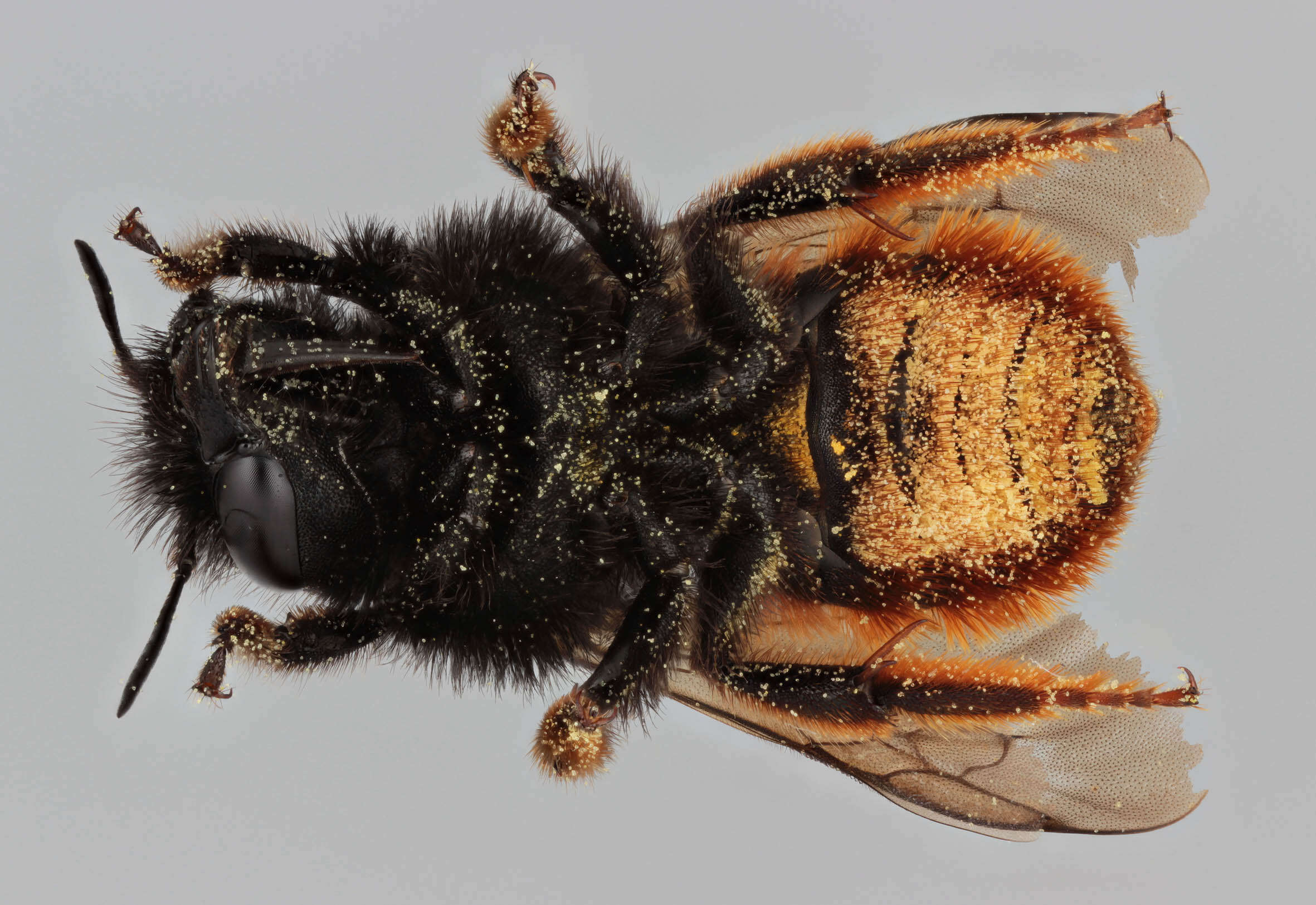 Image of Osmia bicolor (Schrank 1781)