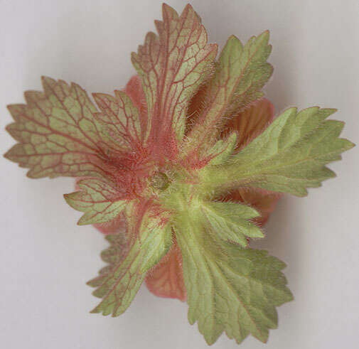 Image of Water Avens