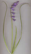 Image of Common Bluebell