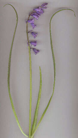 Image of Common Bluebell