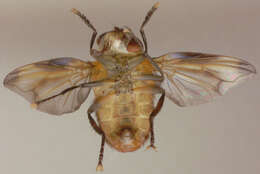 Image of Phasia hemiptera (Fabricius 1794)