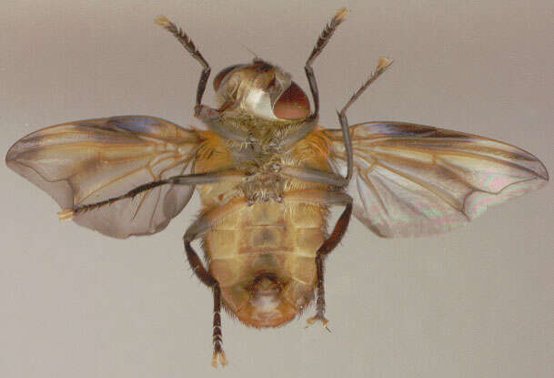 Image of Phasia hemiptera (Fabricius 1794)