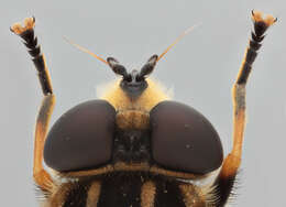 صورة Helophilus pendulus (Linnaeus 1758)