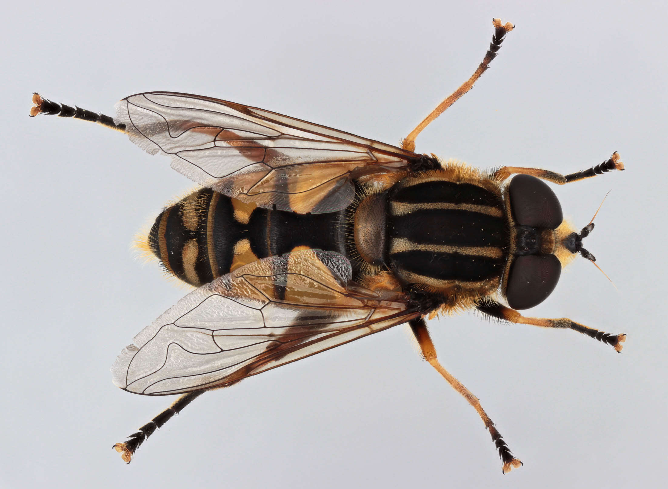 صورة Helophilus pendulus (Linnaeus 1758)