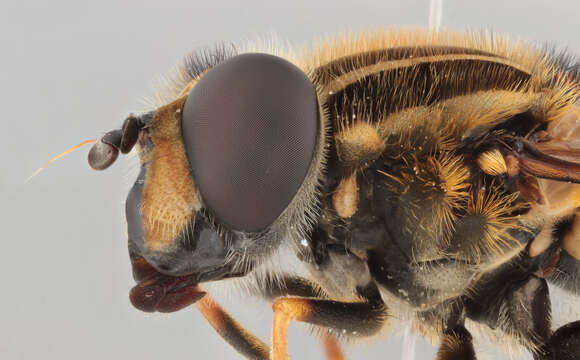 صورة Helophilus pendulus (Linnaeus 1758)