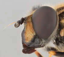 صورة Helophilus pendulus (Linnaeus 1758)