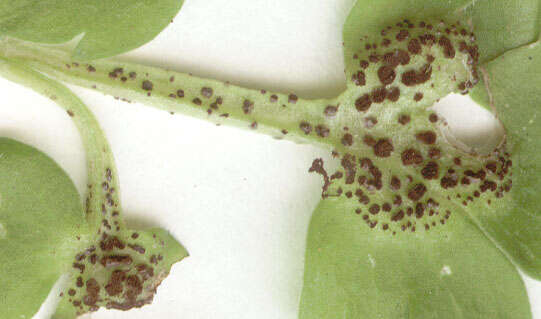 Imagem de Puccinia adoxae R. Hedw. 1805