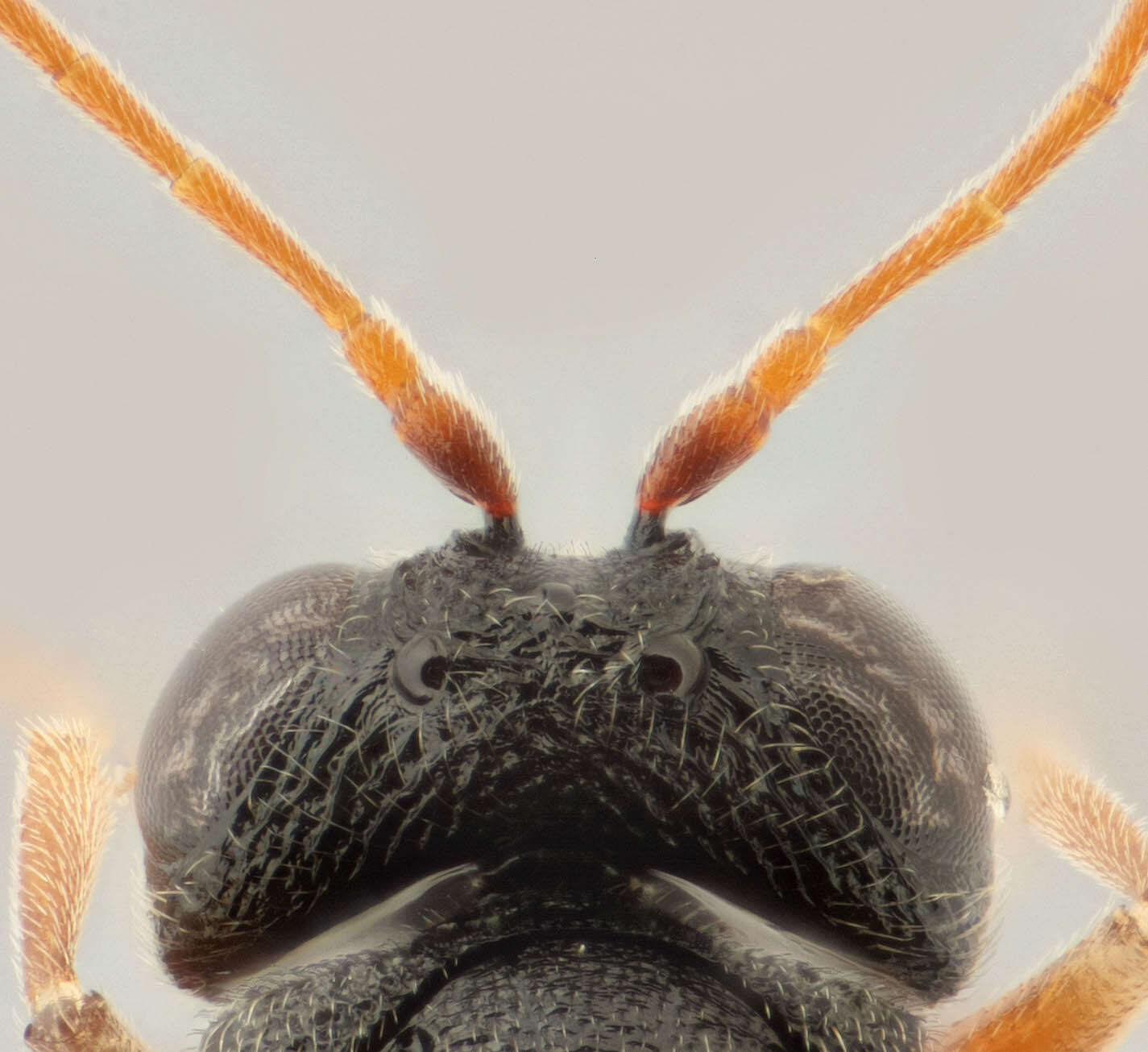 Image of <i>Synergus nervosus</i>