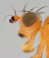 Image of Meiosimyza affinis (Zetterstedt 1847)