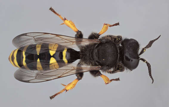 Image of Crabro cribrarius (Linnaeus 1758)