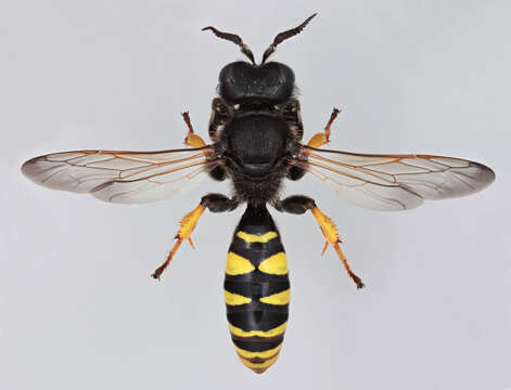 Image of Crabro cribrarius (Linnaeus 1758)