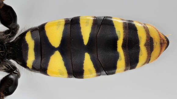 Image of Crabro cribrarius (Linnaeus 1758)