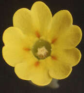 Image of Cowslip