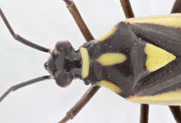 Cyllecoris resmi