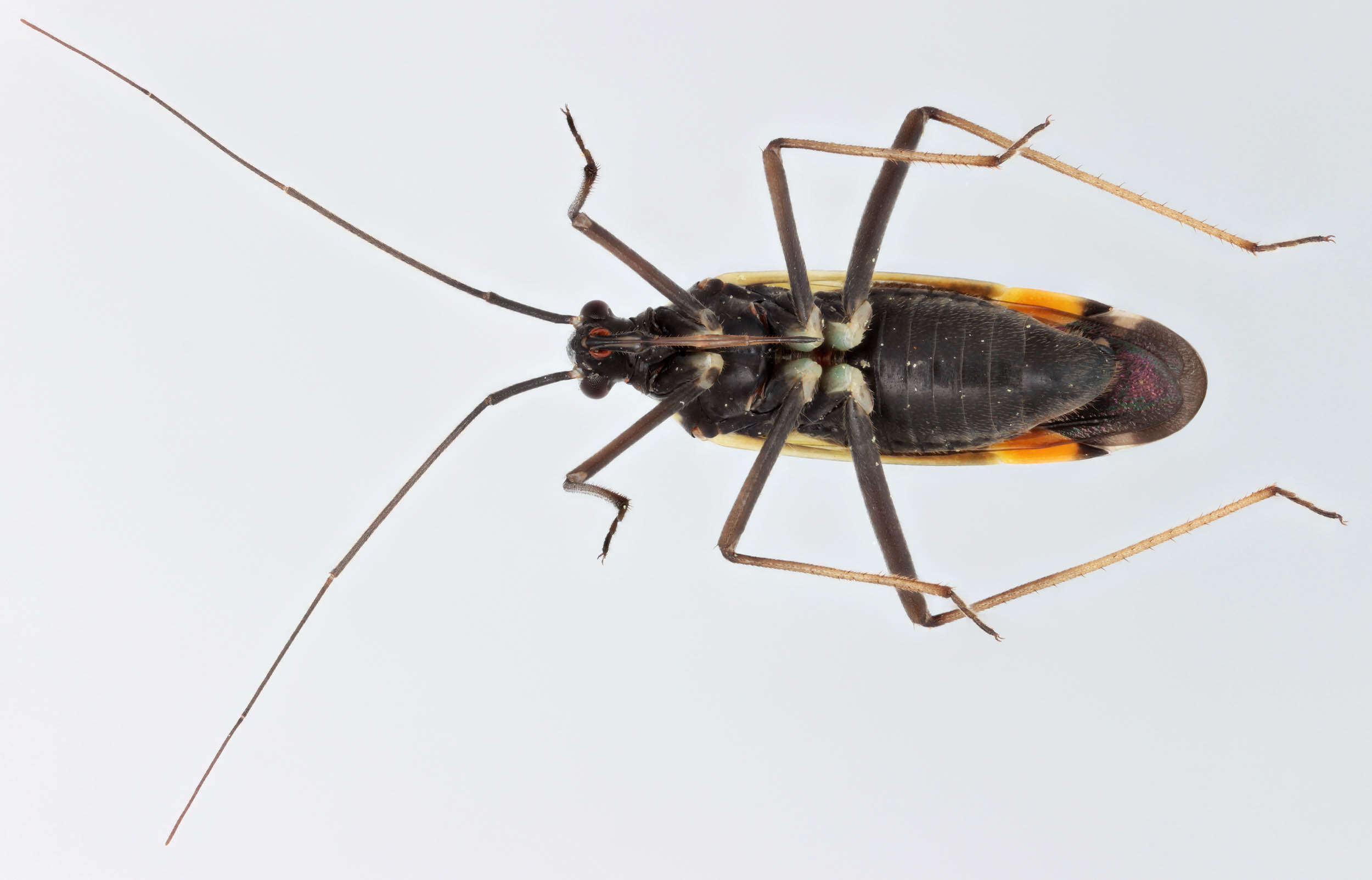 Cyllecoris resmi