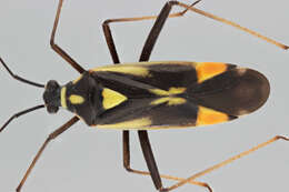 Cyllecoris resmi