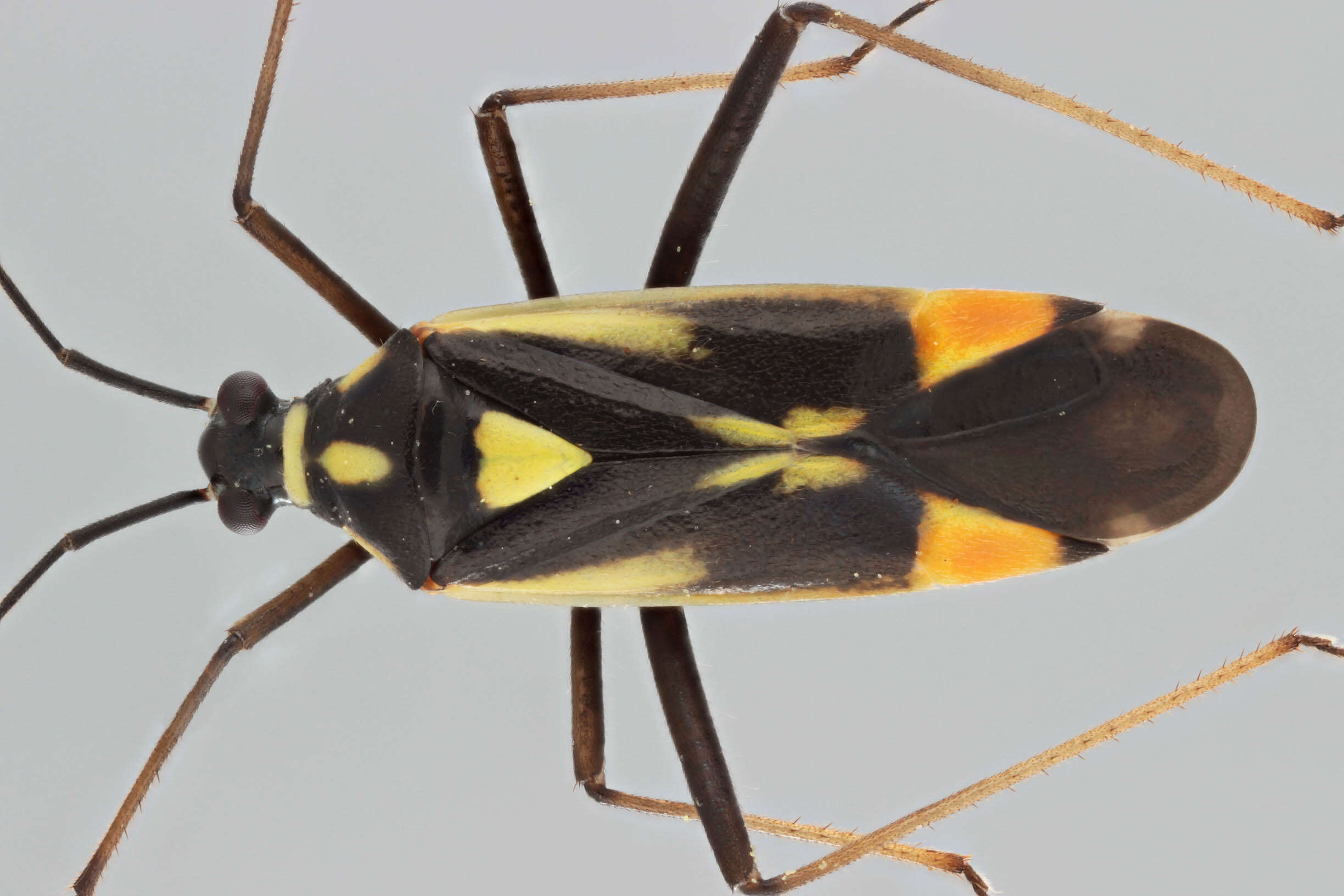 Cyllecoris resmi