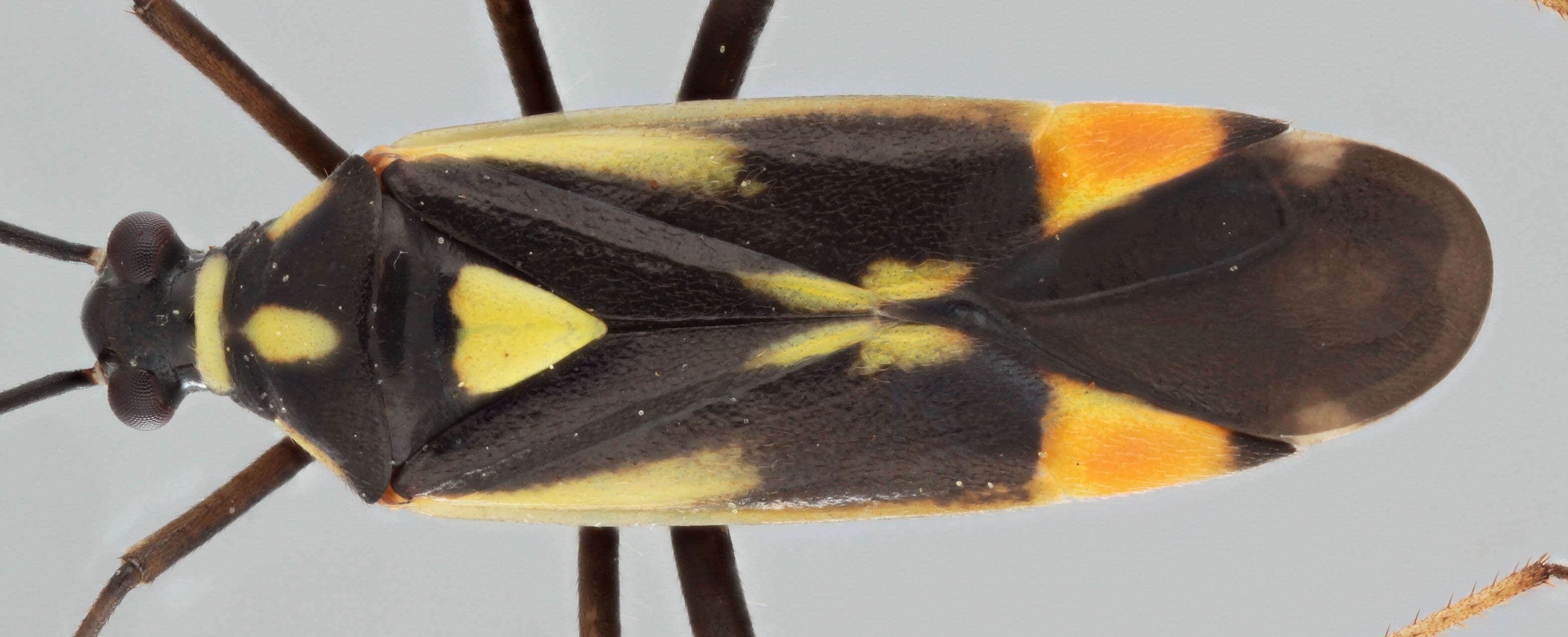 Cyllecoris resmi