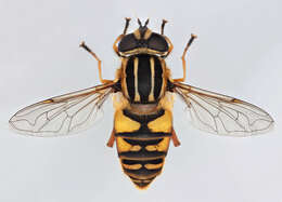 صورة Helophilus pendulus (Linnaeus 1758)