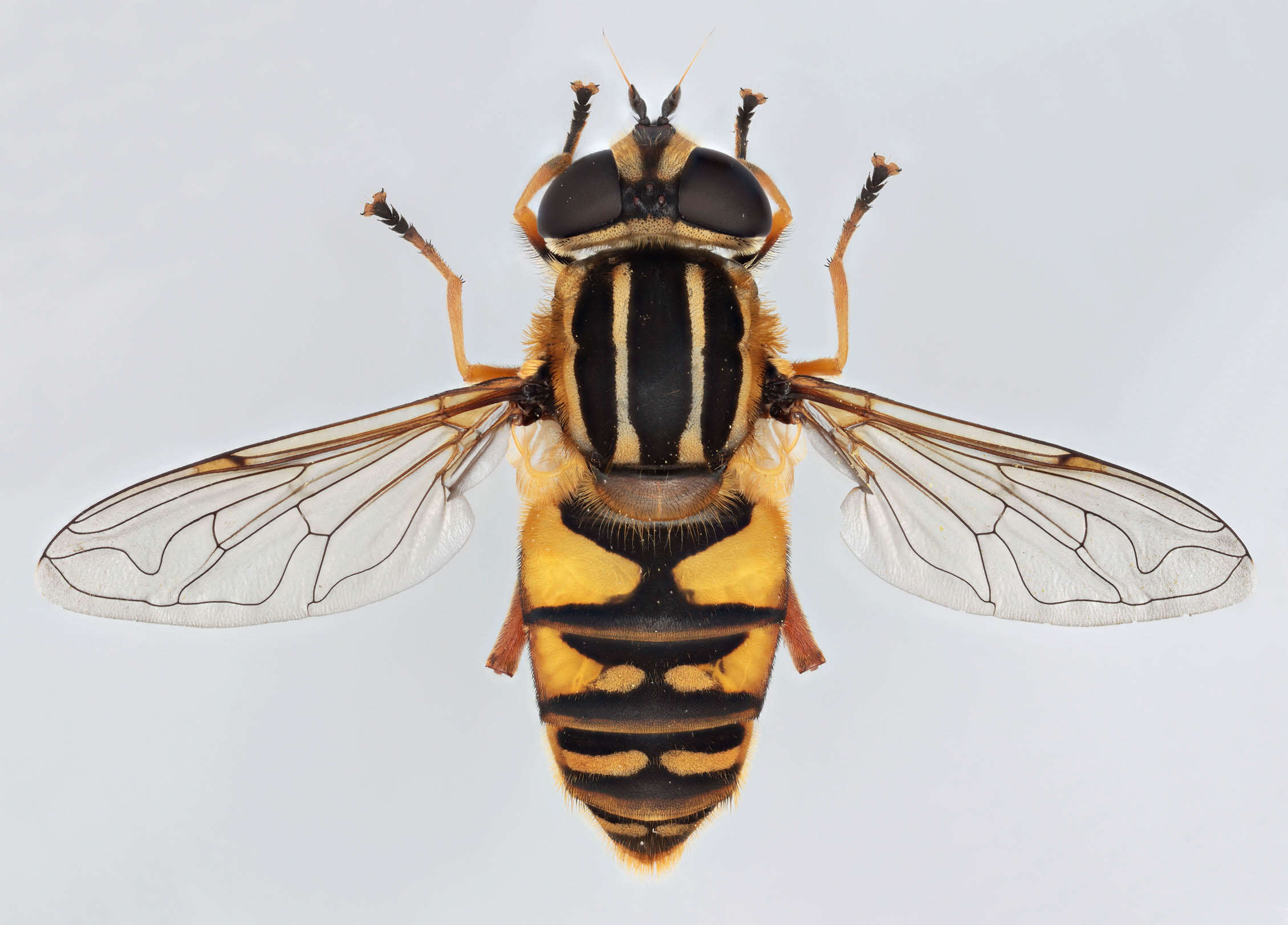 صورة Helophilus pendulus (Linnaeus 1758)