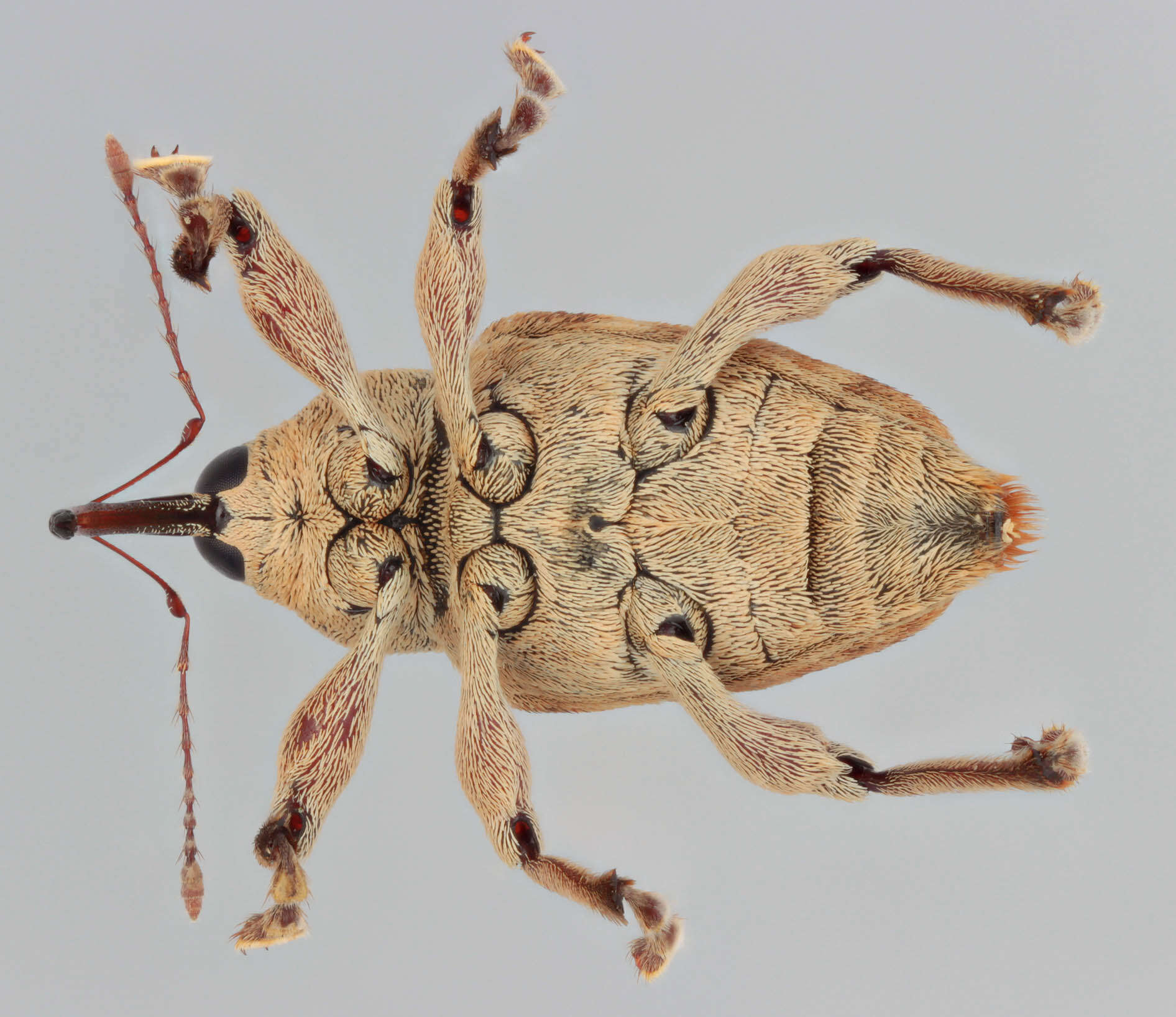 Image of Curculio venosus (Gravenhorst 1807)