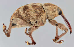 Curculio venosus (Gravenhorst 1807) resmi